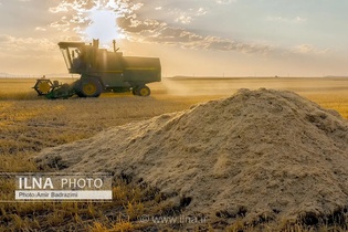 آغاز مرحله سوم پرداخت مطالبات گندمکاران اردبیل