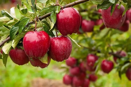 تولید ۱۹۳ هزار تن سیب در همدان؛ نهاوند پیشتاز تولید