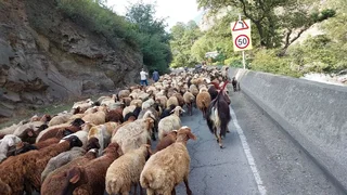 انسداد محور کندوان برای جابه‌جایی احشام در روزهای ۱۳ و ۲۰ مهر