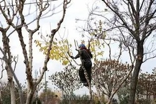 سقوط کارگر روستایی در پیرانشهر از درخت؛ فاجعه‌ای در آذربایجان غربی