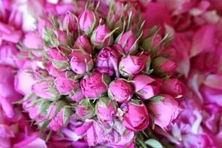 گل محمدی ارگانیک فارس با برند ایرانی راهی بازارهای اروپایی شد