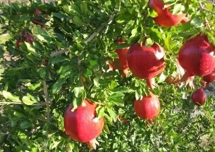 برگزاری سومین رویداد فرهنگی گردشگری انار نمهیل در اردبیل