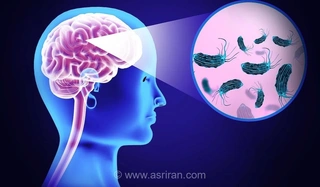 نگاهی به ظاهر عجیب و خطرات آمیب مغزخوار؛ قاتلی که از راه بینی وارد مغز می‌شود