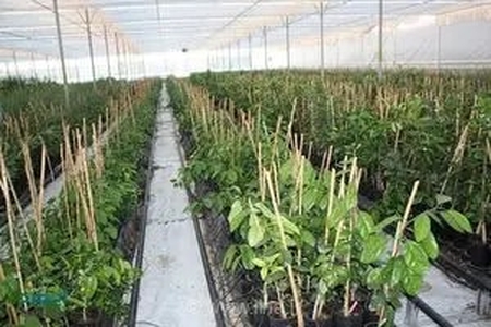 خیز بلند استان مرکزی برای توسعه فضای سبز: تولید بیش از یک میلیون اصله نهال در نهالستان شهید رجایی