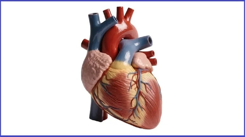 تایید دریچه قلب مصنوعی قابل تنظیم برای کودکان در آمریکا