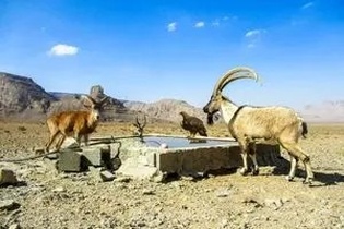 آب تانکر توقیفی در اصفهان به دستور مقام قضایی به حیات وحش کلاه قاضی اهدا شد