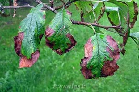 آغاز عملیات ضربتی برای نجات جنگل‌های هیرکانی و زیستگاه‌های حساس کشور از چنگ آفات و بیماری‌های گیاهی