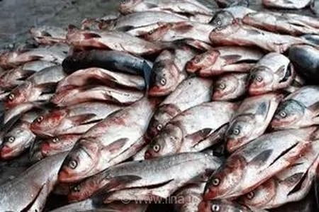 کشف محموله بزرگ ۷ تنی ماهی غیربهداشتی در بویین‌ومیاندشت؛ چهار متهم در چنگال قانون گرفتار شدند