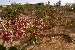 نفس‌های به شماره افتاده بخش کشاورزی و باغات پسته در پی ناترازی‌های انرژی / خسارت‌هایی فراتر از چند ساعت خاموشی