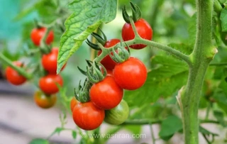 ممنوعیت صادرات گوجه‌فرنگی تا پایان سال؛ استثنا برای گوجه گلخانه‌ای