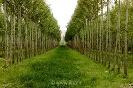 خیز بلند گلستان برای قطب‌شدن در زراعت چوب؛ فرصتی طلایی برای اشتغال‌زایی و حفاظت از جنگل‌های هیرکانی
