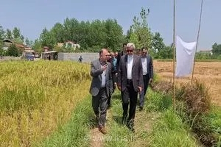 آغاز فصل برداشت مکانیزه برنج در رشت با پیش‌بینی تولید ۲۵۰ هزار تن شلتوک در سال جاری