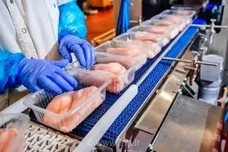 آغاز فعالیت چهارمین زنجیره یکپارچه تولید مرغ در خوزستان