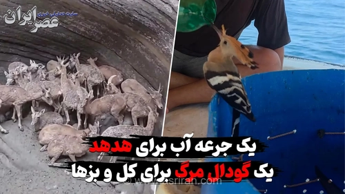 تشنگی هدهد و گودال‌های مرگ برای کل و بز؛ روایت از بحران کم‌آبی
