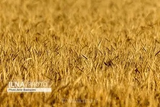 بیش از ۱۷ هزار تن گندم و جو در شهرستان کیار برداشت می شود