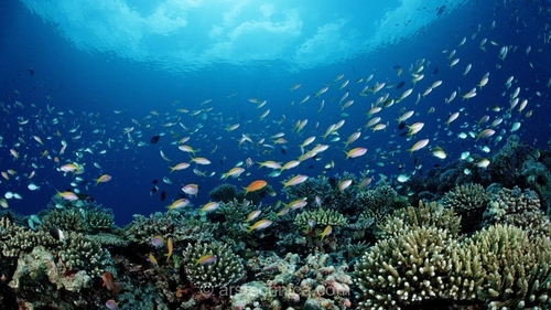 سازمان ملی اقیانوسی و جوی آمریکا (NOAA) منافع ماهیگیری تجاری را بر حفاظت از محیط زیست ترجیح می‌دهد