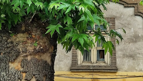 قطع چنار ۸۰۰ ساله زگلیک اهر؛ تشکیل پرونده قضایی