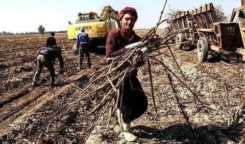 اعتراض کارگران نیشکر هفت‌تپه به بازنشستگی اجباری و محاسبه سنوات