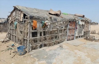 زندگی سخت در چانف سیستان و بلوچستان: سوخت‌بری تنها راه درآمد