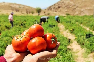 ۹۰ درصد مزارع گوجه‌فرنگی آذربایجان‌غربی به آبیاری نوین مجهز شدند