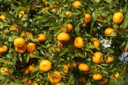 گلابی، پرتقال و لیموشیرین از فهرست محصولات پرآب بر حذف شدند