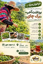 برگزاری رویداد «برداشت آخر برگ چای» در لاهیجان