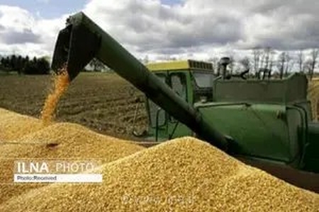 خرید تضمینی حدود 30 هزار گندم و کلزا در قزوین