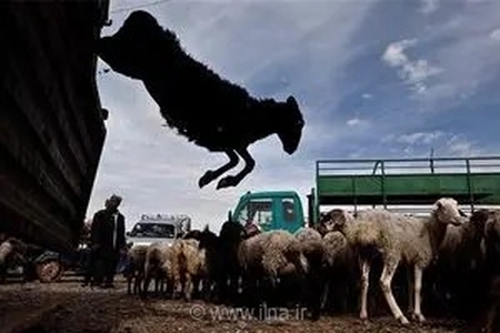 چرا با وجود کاهش ۳۰ درصدی قیمت دام زنده، نرخ گوشت در بازار همچنان گران است؟