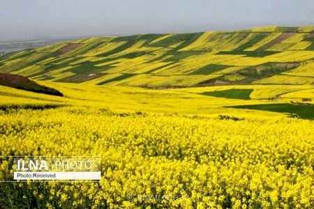 ایجاد نخستین مزرعه الگویی کلزا در نمین برای انتقال فناوری