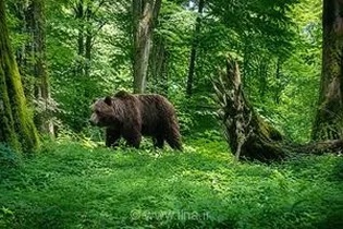 ثبت تصاویر تماشایی از سه قلاده خرس قهوه‌ای در ارتفاعات جنگلی لنگرود با استفاده از دوربین‌های تله‌ای