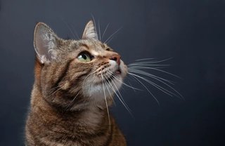 عملکرد و اهمیت سبیل‌ها در گربه‌ها؛ حسگری حیاتی برای جهت‌یابی