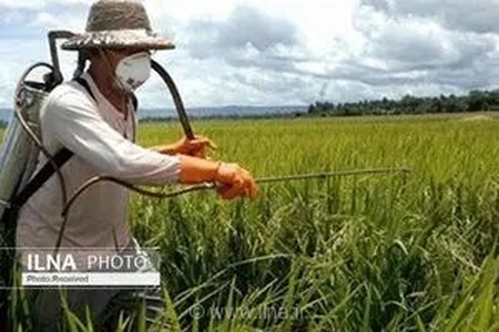 پایش بیش از ۱۶ هزار هکتار از مزارع ذرت قزوین برای مقابله با آفت برگ‌خوار پاییزه