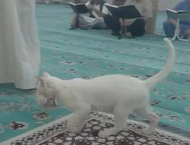 پناهگاه گربه و بچه هایش در منبر مسجد