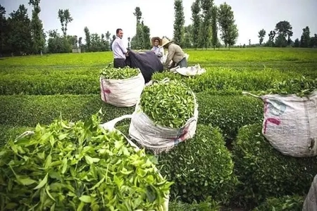 پرداخت ۹۰ درصدی مطالبات چایکاران گیلان و مازندران