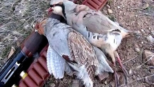 پایان کار شکارچی غیرمجاز در ثلاث باباجانی؛ جریمه ۵۰۰ میلیون ریالی برای شکار پنج قطعه کبک