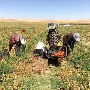 زنان سقزی در مزارع؛ کار سخت، دستمزد کم و فقدان بیمه