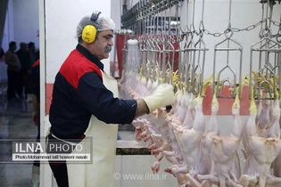 قیمت جدید مرغ تعیین شد؛ ۳۳۵ هزار تومان