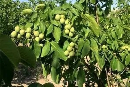 پیش‌بینی برداشت بیش از ۴ هزار تن گردو از باغات شهرستان سلسله در سال جاری