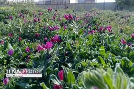 رشد چشمگیر ۸۵ درصدی کشت گیاهان دارویی در سیستان و بلوچستان