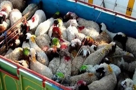 کشف بیش از ۹۹۵ رأس دام قاچاق در آذربایجان‌غربی