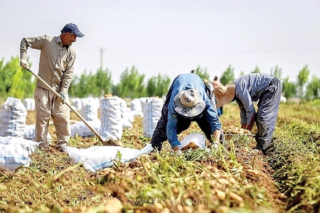 یک‌سوم از محصولات کشاورزی ایران در مراحل تولید و توزیع از بین می‌رود