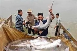 ایجاد ۶۶۱ فرصت شغلی در بخش شیلات بوشهر با سرمایه‌گذاری ۸۷۶۵ میلیارد ریالی بخش خصوصی