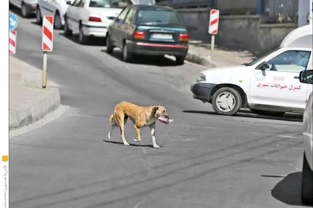 هشدار درباره افزایش سالک و هاری؛ انتقاد از عملکرد شهرداری
