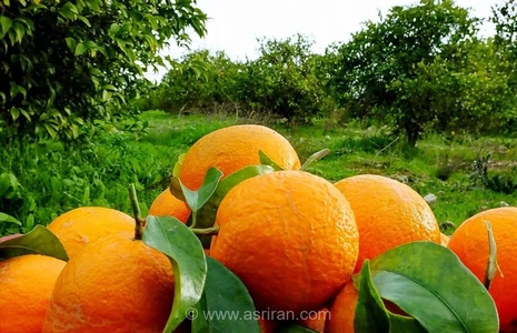 افزایش چشمگیر آفت مگس میوه در باغات مرکبات مازندران/ هشدار جهاد کشاورزی