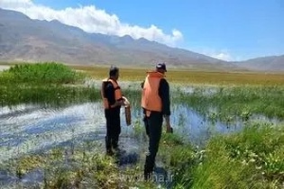 خبر خوش برای اکوسیستم دریاچه نئور؛ بهبود چشمگیر وضعیت تولیدمثل و تراکم گاماروس در پایش‌های زیستی