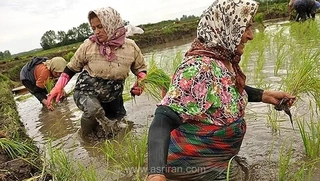 احتیاط به کشاورزان شمالی؛ بارش باران برداشت برنج را به تاخیر می‌اندازد