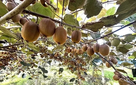 صادرات بیش از ۷ هزار تن کیوی از گیلان به ارزش ۸۸۷ میلیارد تومان