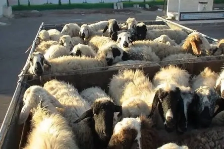 کشفیات 224 میلیاردی در طرح مبارزه با قاچاق دام و نهاده‌های دامی در اردبیل