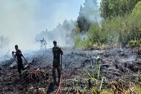 مهار آتش‌سوزی در تالاب بین‌المللی انزلی؛ یک هکتار از اراضی ملی سنگاچین در کام شعله‌ها سوخت