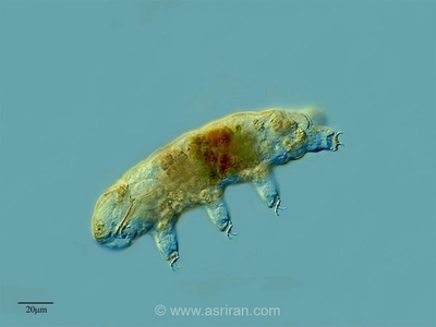 جان سخت ترین جانور شناخته شده روی زمین